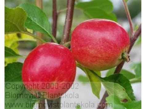 Paradisäppelträd sorter