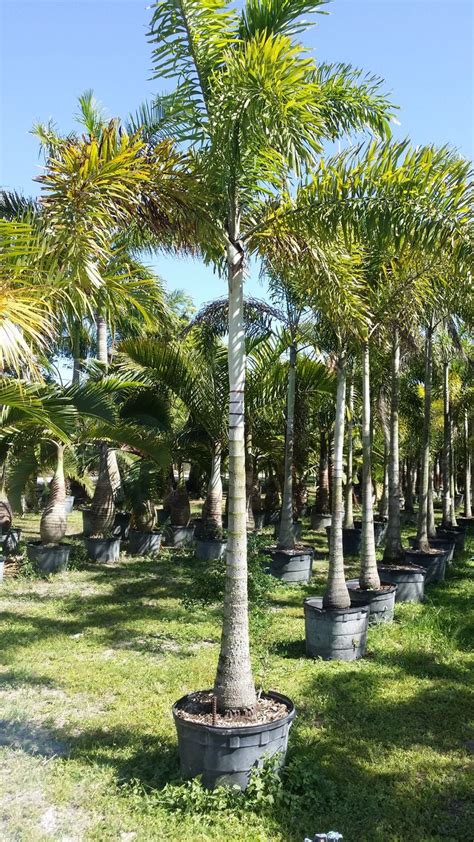 Paradise Palms Wholesale Nursery FL Get a Bid BuildZoom