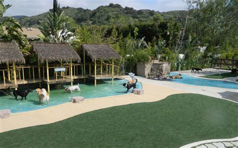 Paw Paradise Dog Resort with Kara Blankenship, Loma Rica, 