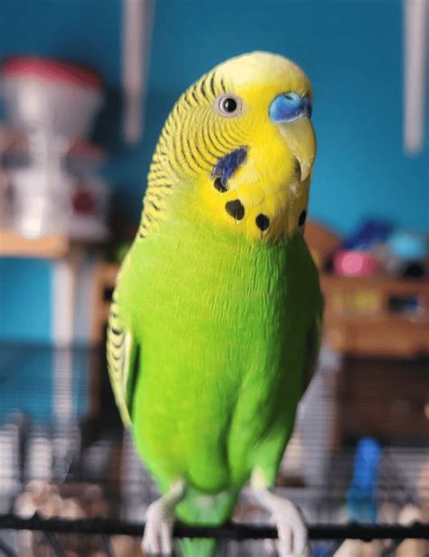 Parakeet Colors Guide Cool Small Pets