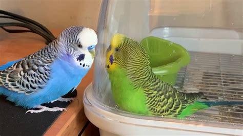 Parakeet chat. If there are other birds in the area, try to keep them away from your parakeet’s cage. If there are loud noises outside, you might want to close the windows or move the cage to a quieter location. 5. They are trying to get your attention. Your parakeet may be noisy in the morning because they are trying to get your attention. 