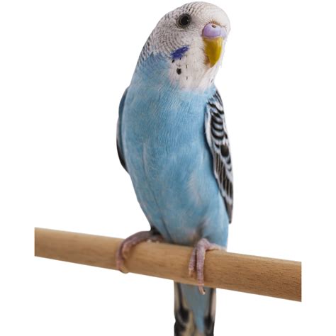 Bird and Parrot classifieds. Browse through available budgerigar 