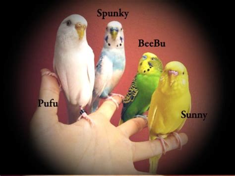 Parakeets simple and easy beginners guide to train and takecare of your parakeet budgie care parakeet books. - California manual on uniform traffic control devices mutcd.