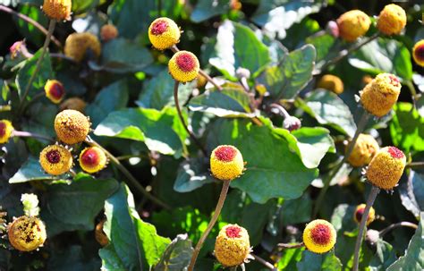 Parakresse; Spilanthes oleracea; Keimling Stock Photo - Alamy