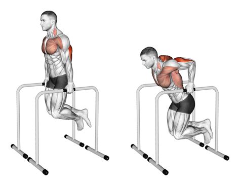 Parallel Dips: Muscles Worked and More Inspire US.