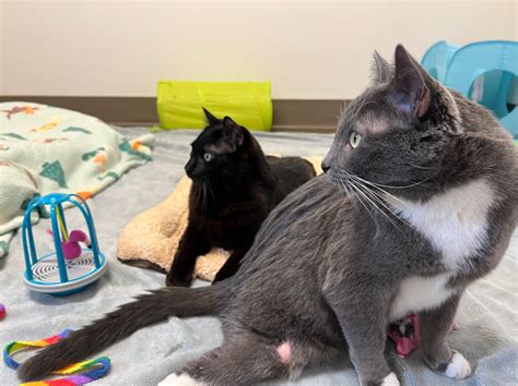 Paralyzed cat duo looking for forever home