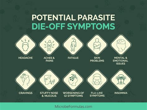 you need to focus on opening up your drainage / detox pathways. focus on sweating, pooping at least once a day, and drinking a lot of water. 3. Reply. Kannon_McAfee. • 1 yr. ago. It may be parasite die-off, but I think it is more likely you went too hard into the cleanse or are using herbs inappropriate for your body.. 
