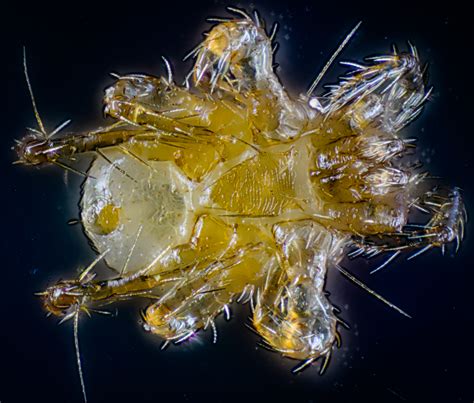 Parasitellus — Wikipédia