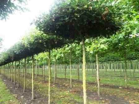 Parasol Tree Supplier Roof Form or Umbrella Trees Hedgeworx