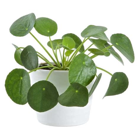 Parasollpilea katt