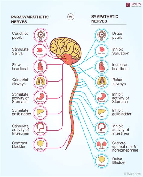 Parasympathetic Nervous System - byjus.com