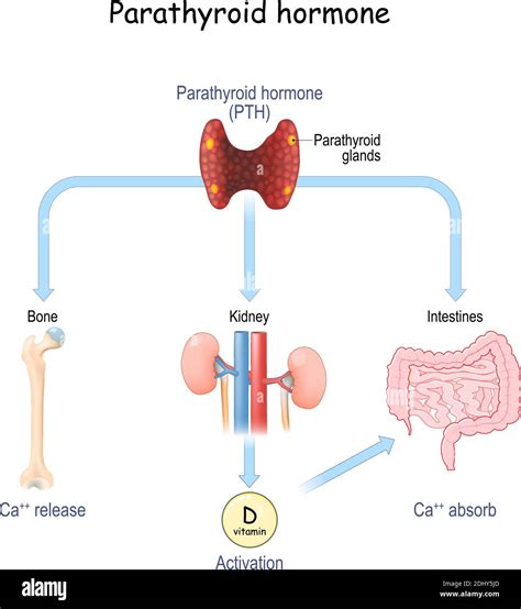 Parathyroid hormone-related protein (PTHrP) is synthesi