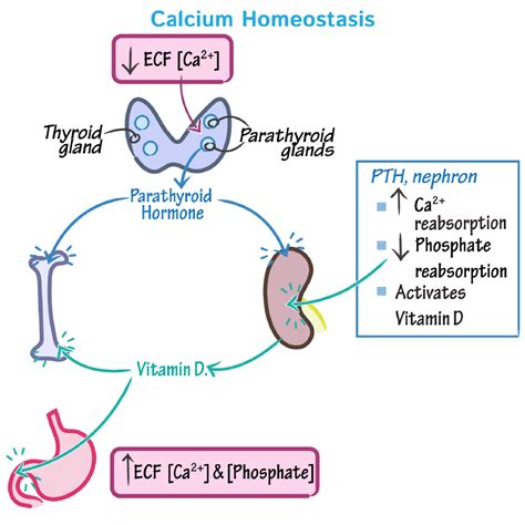 Parathyroid Physiology: Calcium Homeostasis, …