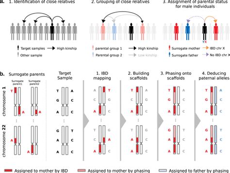 Parent-of-Origin inference for biobanks Nature …