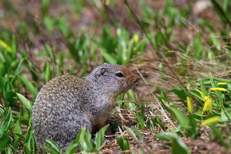 Parental investment in the Columbian ground squirrel ... - PubMed