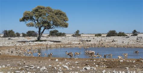 Park Narodowy Etosha - Etosza Gigaplaces.com