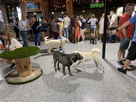 Park-9 Dog Bar welcomes dogs and dog owners at grand opening in Everett