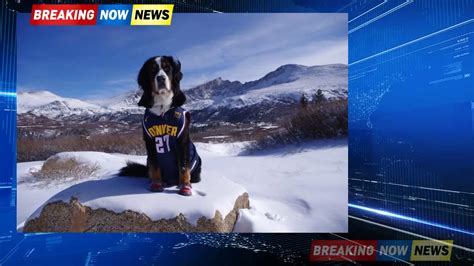 Parker the Snow Dog has 'paws crossed' for Nuggets