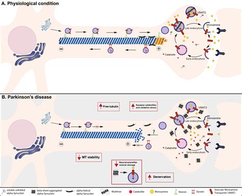 Parkinson’s alpha-synuclein assembles in the disease prone …