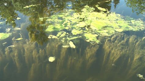 Parks Canada has plan to remove algal bloom on Rideau Canal