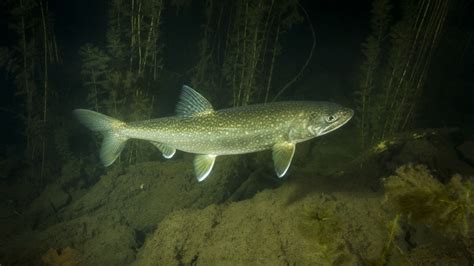 Parks Canada says whirling disease could decimate fish, respect B.C. closures
