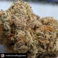 THC: 31% - 32%. Bananaconda, also known as “Banana Conda,” is an evenly balanced hybrid strain (50% indica/50% sativa) created through crossing the potent Snake Cake X Dual OG #4 strains. Silly name aside, Bananaconda is a favorite among hybrid lovers for its soothing, stoney high and long-lasting effects that will have you …. 