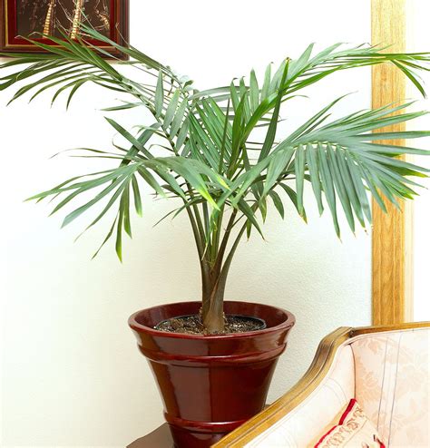 Parlour palm. This elegant palm has bright green leaves on a slender, arching stem. The leaves are pinnate, which means it has feathered leaflets on each side of the stem ... 