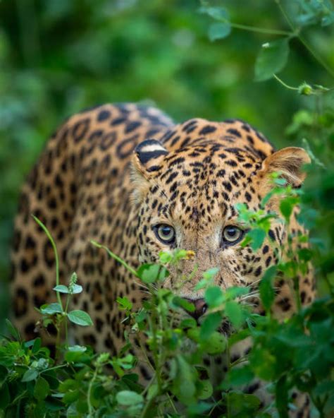 Parque nacional de Bandipur - Wikipedia, la enciclopedia libre