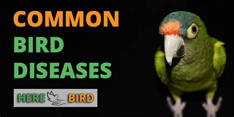 Parrot Diseases Symptoms, Health Problems, Treatment, …