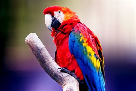 Parrot Red