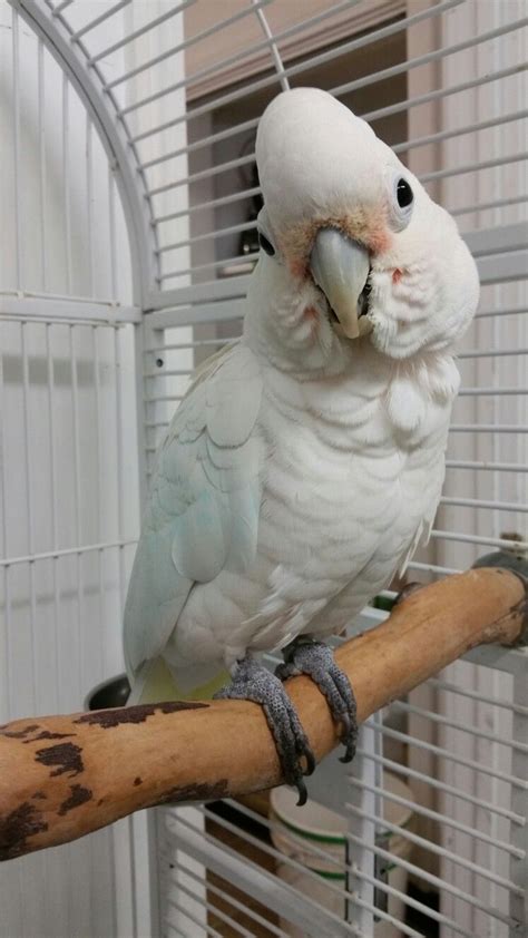 Parrot adoption near me. The Parrot Garden is the one place at the Sanctuary where you can talk to an animal and someone will answer back — in English! Many of our rescued parrots have been through multiple homes and may have special needs … 