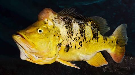 Parrot bass. Things To Know About Parrot bass. 