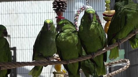 Parrot eggs smuggled at MIA hatch, find new home on the West Coast