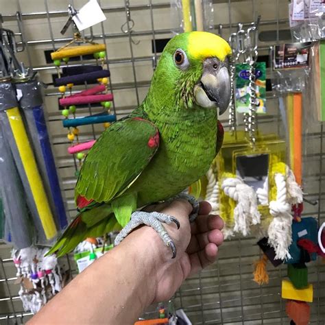 Parrot for sale craigslist. Birds for Sale Near Sacramento, California Birds Near Sacramento, CA. Filter Bird Ads Search. Sort. Ads 1 - 10 of 236 . Species. Location ... 