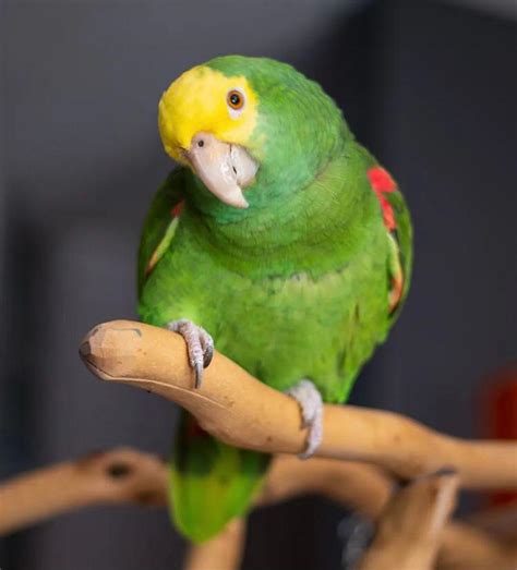Dallas Parrots – Dallas Parrots is your one-stop shop for all your avian needs.. 