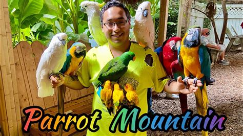 Parrot mountain tn. 1. Parrot Mountain. 1471 McCarter Hollow Road Pigeon Forge, TN . This gigantic aviary is a bird lovers paradise. The park offers 3 different areas where you can touch, feed, and take pictures with a variety of tropical birds, including parrots, macaws, and more! There are also many cool birds for viewing only including tucans, kookaburras, and ... 
