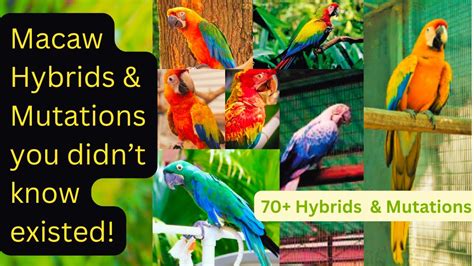 Parrot mutations and hybrids.  I'm Hayden Van Hoof.  Hybrid macaws are ...