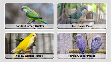 Parrot mutations and hybrids.  The Mutation Library A collection of color varieties d...