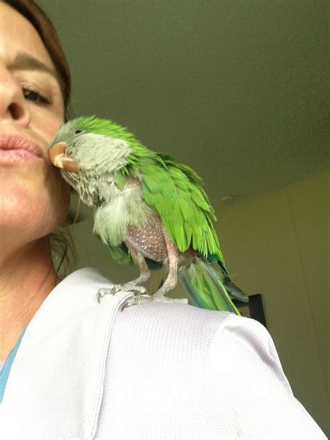 Parrot rescue. Things To Know About Parrot rescue. 