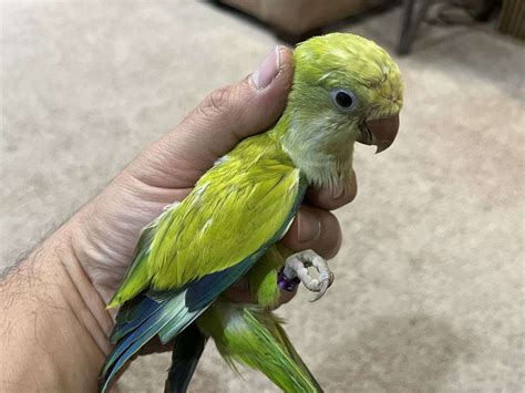 Orange Wing Amazon. Royal Bird Company , NC - No Shipping. Breeder sell out. video available. Adult orange wing amazon proven male, 14 years old. talks, but not very tame. 704-735-8601.call sheila at Royal Bir... $700.00 Each Quick View New..