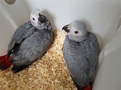 African Grey Parrots. African Grey Parrots for sale. The grey parrot (Psittacus erithacus), also known as the Congo grey parrot, Congo African grey parrot or African grey parrot, is an Old World parrot in the family Psittacidae. The grey parrot is a medium-sized, predominantly grey, black-billed parrot. Its typical weight is 400 g (14 oz), with ....