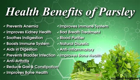 Parsleyhealth - Parsley is believed to promote urination, improve digestion, relieve menstrual symptoms, and increase menstrual flow. There are no reported side effects with parsley. Prolonged use of large doses of parsley can cause side effects that include low red blood cell count (anemia), liver toxicity, kidney toxicity, allergic reaction (topical use), and skin …
