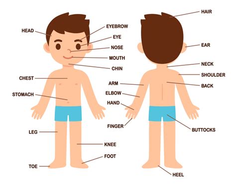 Partes del cuerpo en ingles. Things To Know About Partes del cuerpo en ingles. 