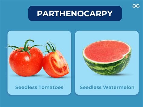 Parthenocarpic Definition & Meaning - Merriam-Webster