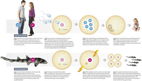 Parthenogenesis & Its Types NEET Foundation - Class 9