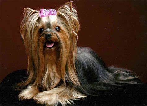 Oct 2, 2023 · The result is a rounded style that closely frames the head, ears, and snout. Since the cut is so short, it requires only a moderate amount of brushing and grooming to maintain. Many Yorkies (and similar breeds) that are prominent on social media can be seen sporting this teddy bear cut. 3. The Westie Haircut. . 