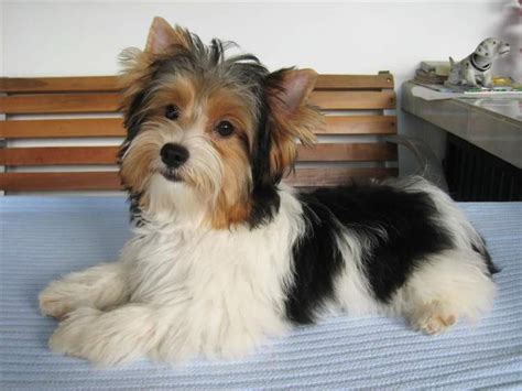  Raising Dogs in a Loving Environment. Lynnie’s Lovable Yorkies is a breeder that is registered by the American Kennel Club (AKC). We have been breeding quality Parti Yorkies (tan, black, and white) for more than five years. All our puppies are hypoallergenic. . 