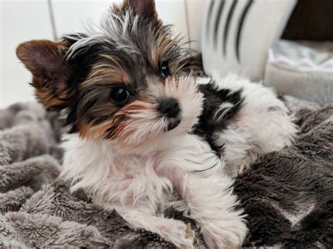 Parti yorkie puppies. Parti-Colored Yorkies. Traditional Yorkies Puppies. Gold sable. Yorkies. Raising healthy, happy furry companions since 1998. Purebred AKC Yorkshire Terrier Puppies. O ur … 