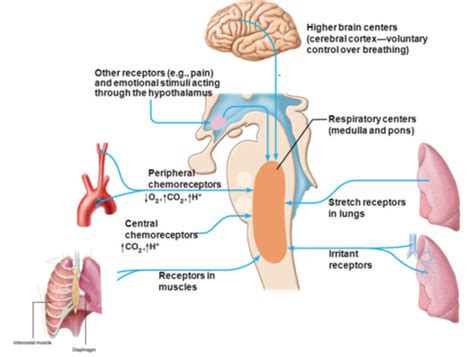 Partialtryck andning