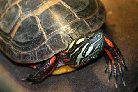 Parties The Painted Turtle